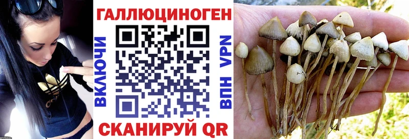 Псилоцибиновые грибы Psilocybine cubensis  ОМГ ОМГ ссылка  Мураши 